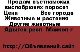 Продам въетнамских вислобрюхих поросят › Цена ­ 2 500 - Все города Животные и растения » Другие животные   . Адыгея респ.,Майкоп г.